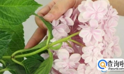 孕妇可以闻绣球花的味道吗