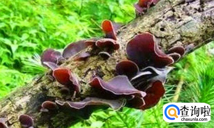 怎样鉴别野生木耳有毒