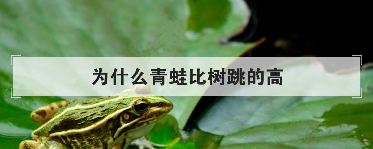 为什么青蛙比树跳的高