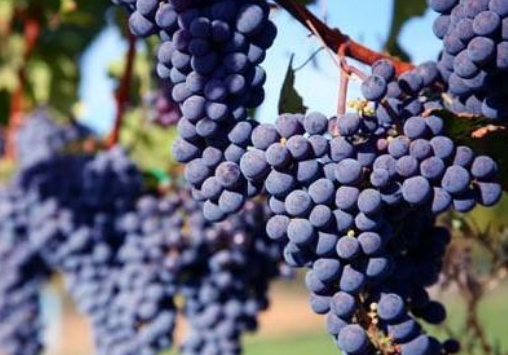 酿酒葡萄可以食用吗
