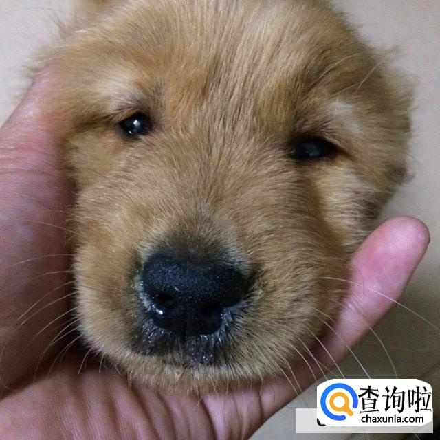 狗狗一个鼻孔流黄鼻涕是怎么回事