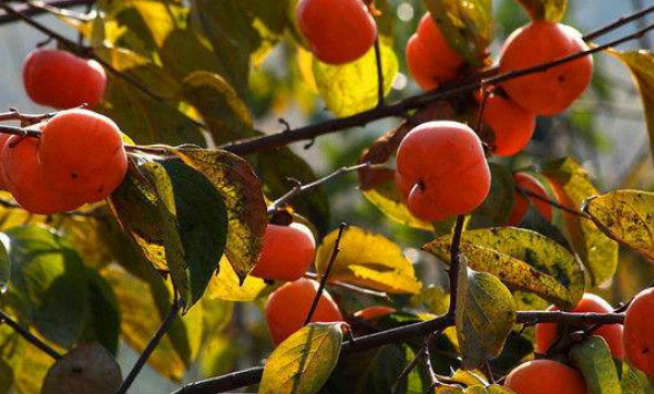 柿子不能和什么一起吃