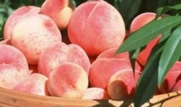 吃桃子的好处和坏处？