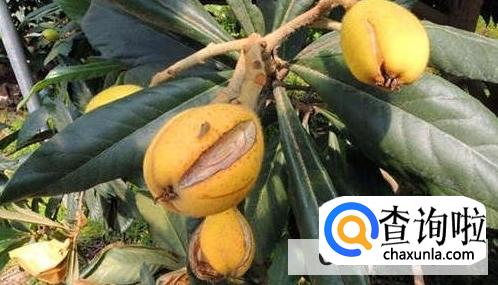 枇杷结果期间要注意什么