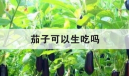 茄子可以生吃吗