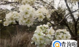 春游会看到些什么风景？