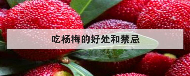吃杨梅的好处和禁忌