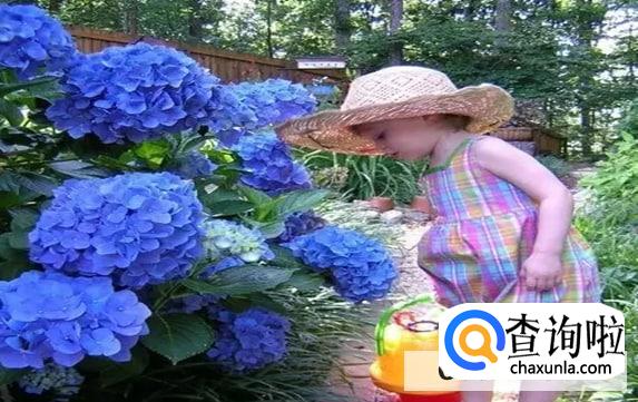 绣球花苗买回来怎么种植最好