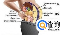 减内脏脂肪和皮下脂肪在训练方式上有什么不同