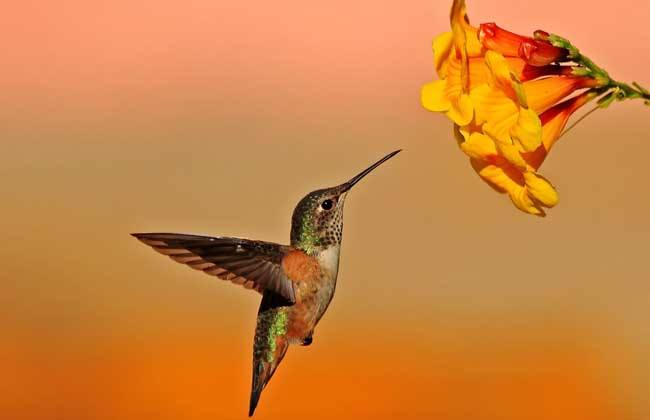 有可以倒着飞的鸟吗