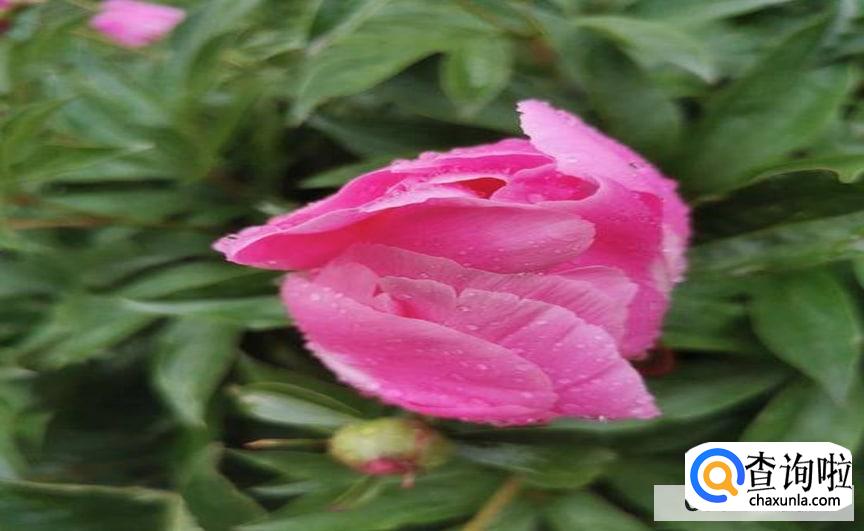 掉了的芍药花瓣可以做些什么呢