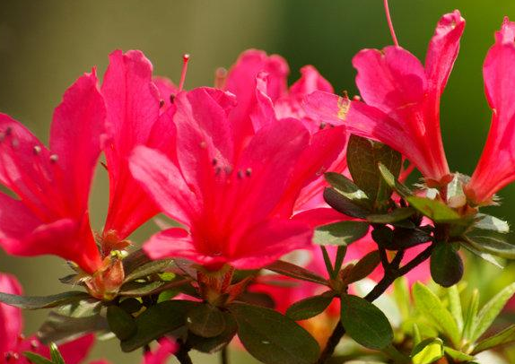 春天的花有哪些?