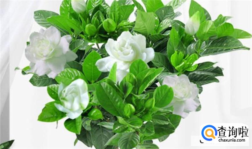 枝枝花怎样保存最好