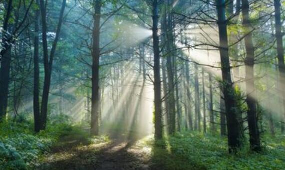 森林的主要作用有哪些