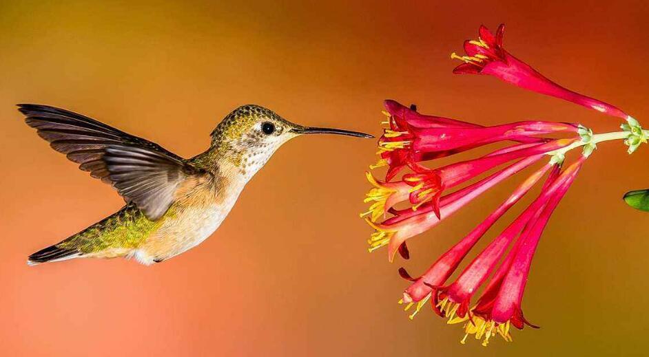 有可以倒着飞的鸟吗