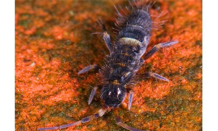 怎么清除家里跳虫