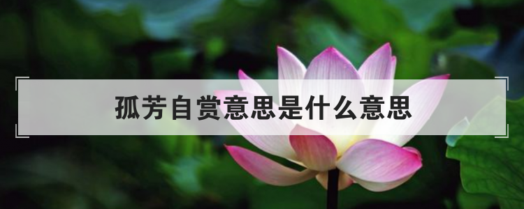 孤芳自赏意思是什么意思