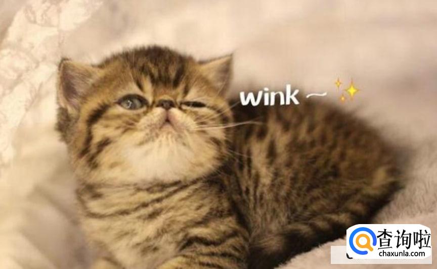 如何判断猫咪喜欢你？