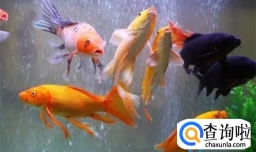 鱼养久了会有灵性吗