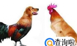 鸡狗婚配真的会鸡犬不宁吗？