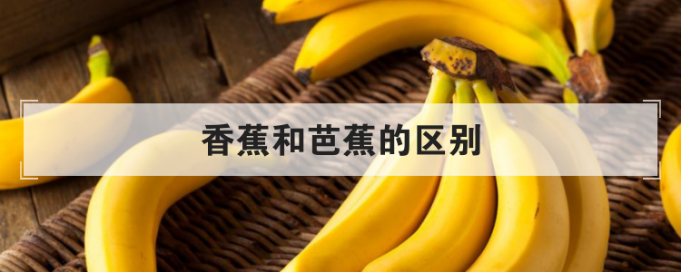 香蕉和芭蕉的区别