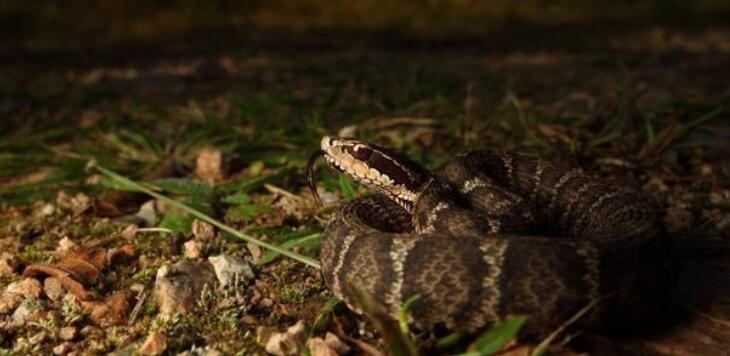 捕蛇者说原文及翻译