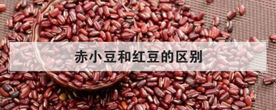 赤小豆和红豆的区别