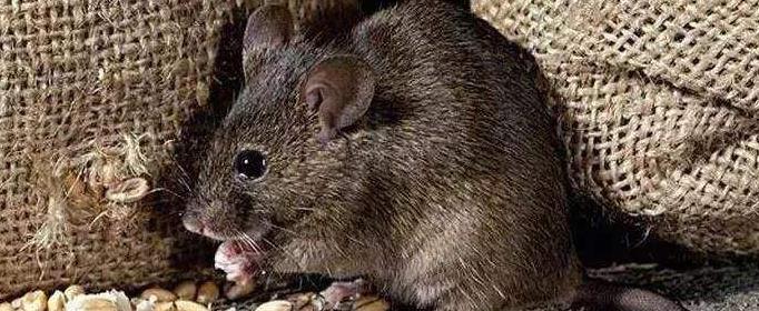 为什么老鼠喜欢啃咬硬物
