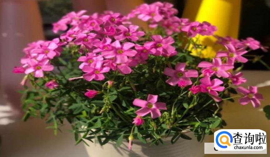 养花的知识和技巧