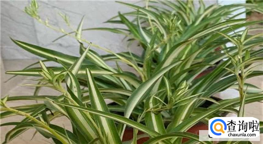 金边兰怎么养才会观赏价值高