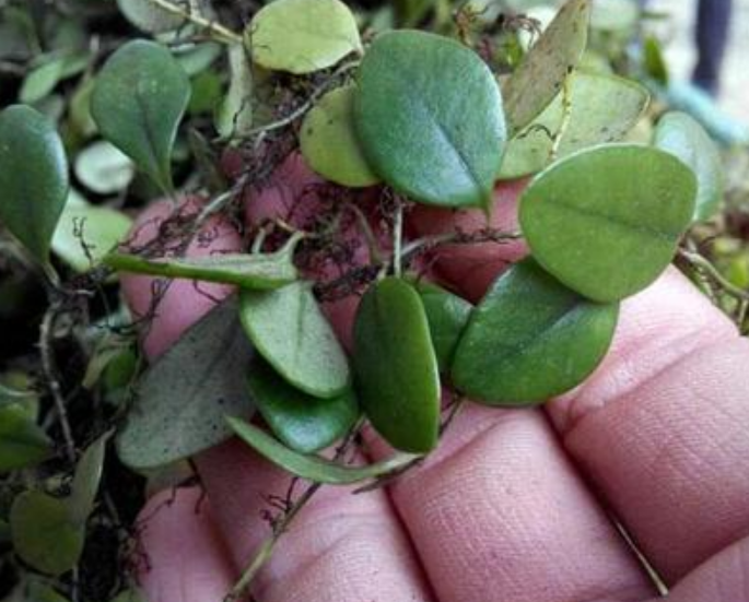 石瓜子功能和作用