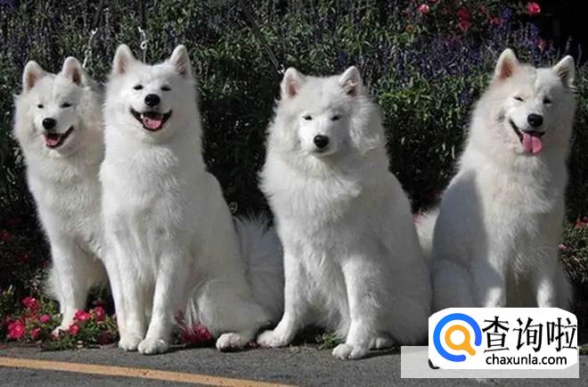 俄罗斯宠物狗品种有哪些