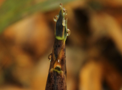 雨后春笋是什么意思
