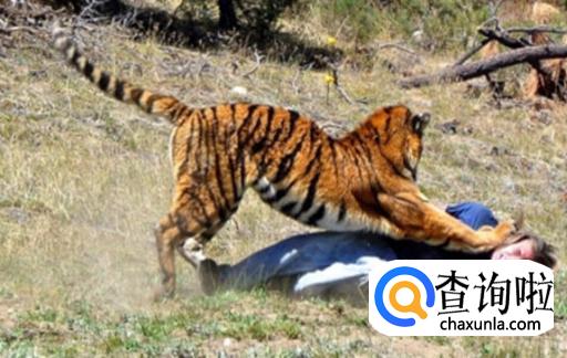 遇到老虎装死行不行