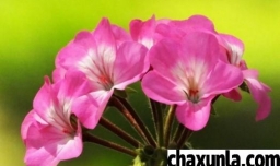 天竺葵夏天的养殖方法和注意事项