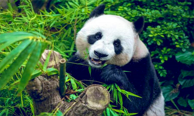 大熊猫珍贵到什么程度