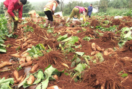 云南雪莲果有什么作用