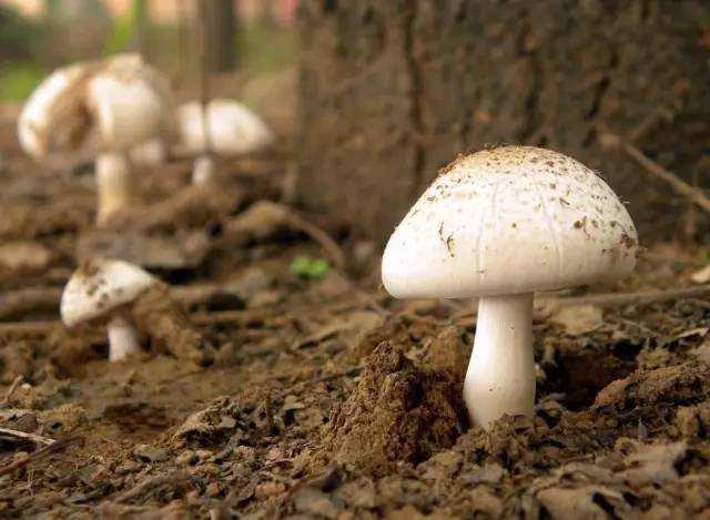 蘑菇是不是越贵越好