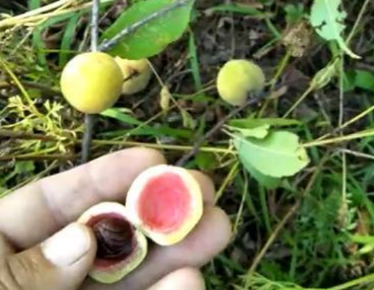 桃核什么时候采摘可以做成手串