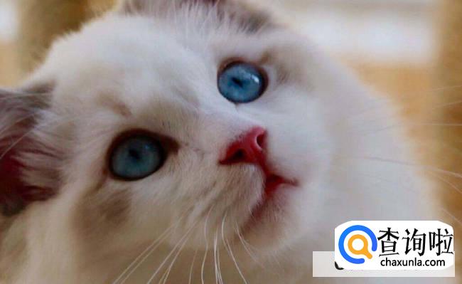 布偶猫的品种怎么区分