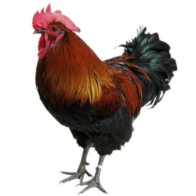 七零八落是指什么动物