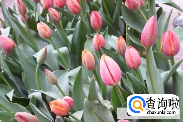 养郁金香需要注意什么