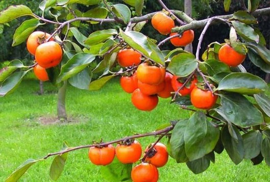 柿子的功效与作用