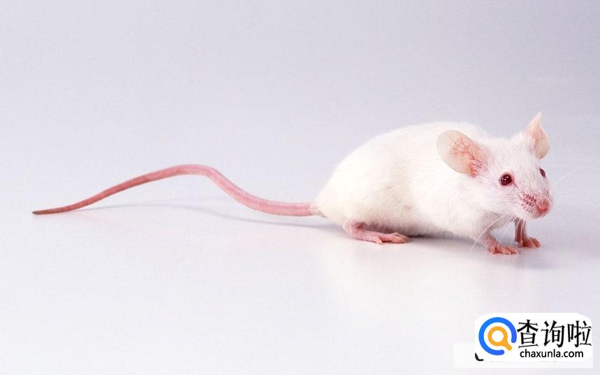 家进老鼠了怎么消灭老鼠