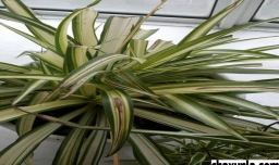 吊兰烂心发黑怎么办