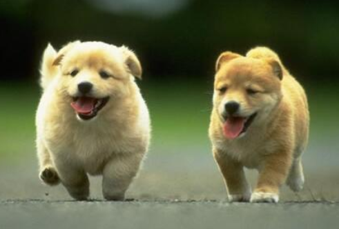  狗狗叫什么名字可爱洋气  