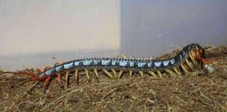 世界上最大的蜈蚣