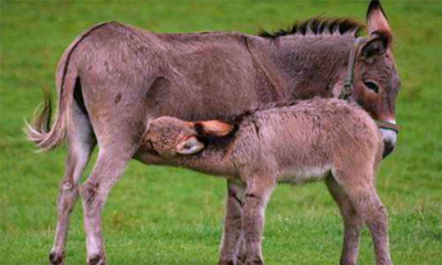 驴奶什么人不能喝