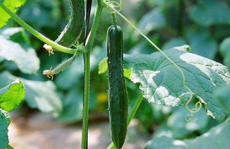 cucumber是什么意思