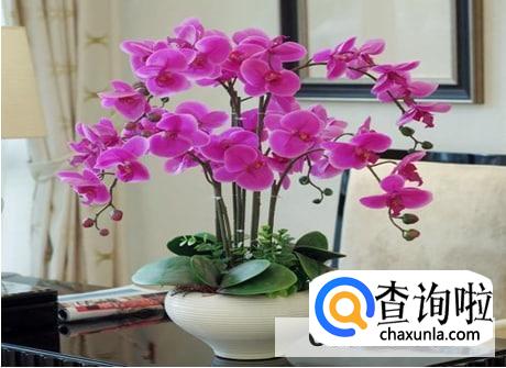 蝴蝶兰开完花怎么养比较好